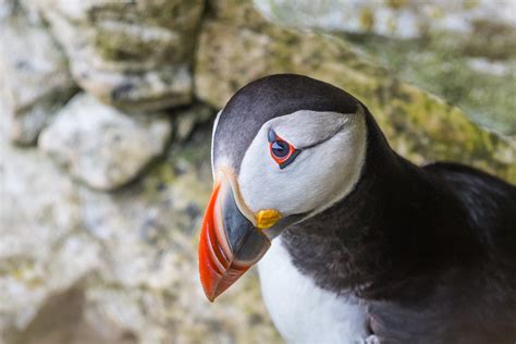 Puffins at Bempton Cliffs — Livia