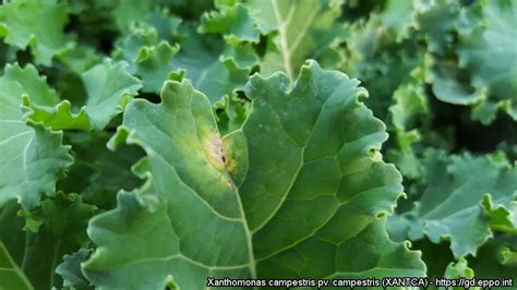 Xanthomonas campestris pv. campestris (XANTCA)[Photos]| EPPO Global Database