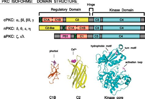 Structural Basis of Protein Kinase Cα Regulation by the C-Terminal Tail ...