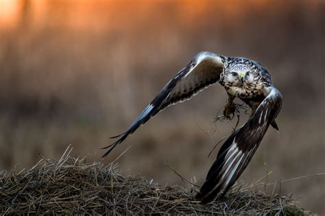 Rough-legged Buzzard photo & image | animals, wildlife, birds images at ...