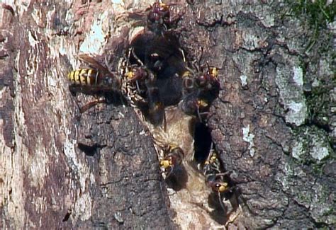 European Hornet Nest - What's That Bug?