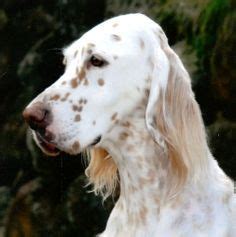 lemon belton english setters - Google Search | English setter dogs, English setter, Irish setter