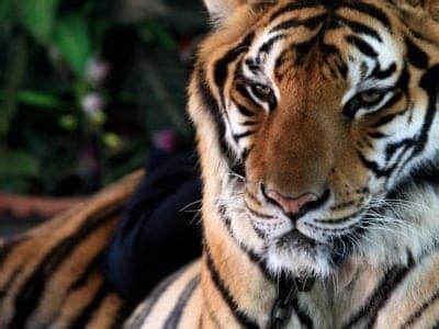 South China Tiger Animal Facts | Panthera Tigris Amoyensis | AZ Animals