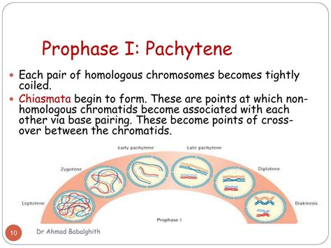 PPT - Meiosis PowerPoint Presentation, free download - ID:4866500