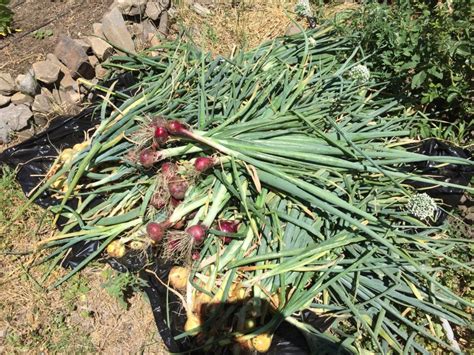 Harvesting Onions & Storing Onions • Longbourn Farm