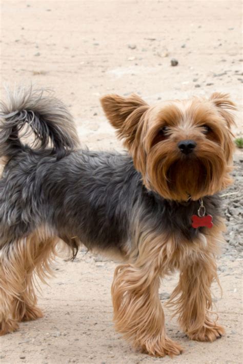 Yorkshire terrier black-brown color with a short hair stand on a dirt ...