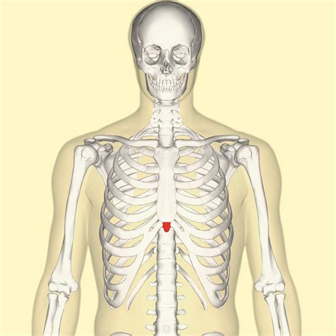 Xiphoid process - Wikipedia