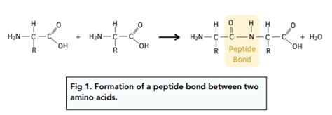 Formation Of A Peptide Bond