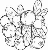 Cranberries Coloring Page  Pages Color Cranberry sketch template