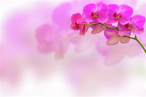 Purple orchid flower on blur background Photograph by Irina Moskalev ...