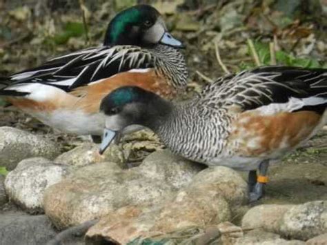 canards d'ornements - YouTube