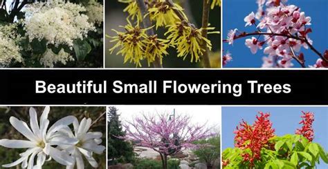 19 Small Flowering Trees with Pictures for Easy Identification