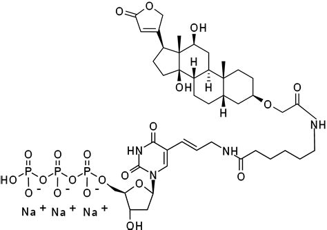 Digoxigenin-11-dUTP *1 mM solution in TE Buffer* | AAT Bioquest