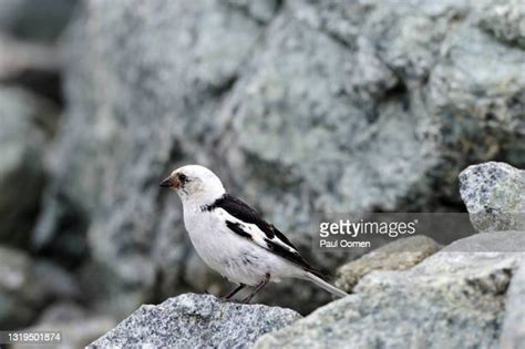 12 Snow Bunting Nest Stock Photos, High-Res Pictures, and Images ...