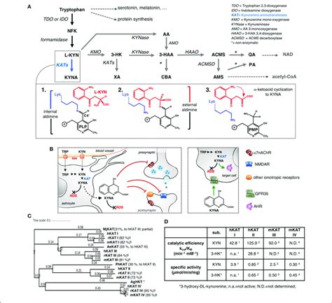 | The kynurenine pathway with a focus on KYNA synthesis. (A) NFK ...