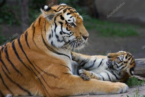 Tiger mom and her cub Stock Photo by ©metalmaus 7390305