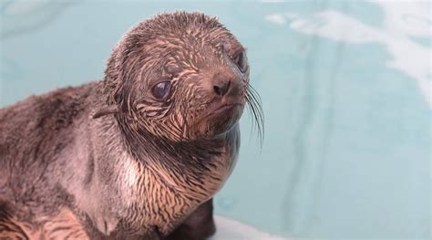 Rescued northern fur seal pup recovering at Vancouver Aquarium | News