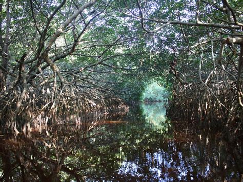 Mangrove Trees | National Geographic Society