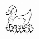 Premium Vector  Duck coloring Pages outline vector For Book sketch template