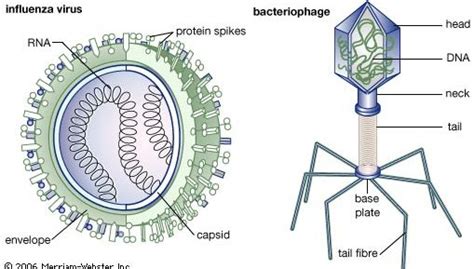 Structure and features of viruses | Britannica