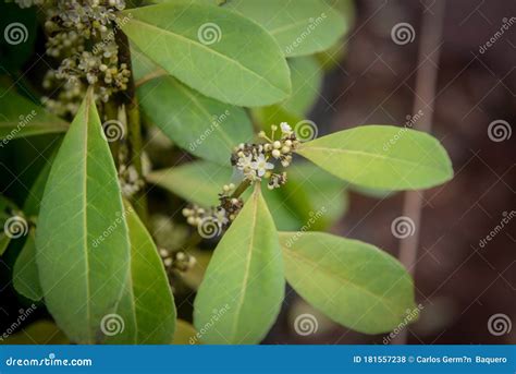 Yerba Mate Plants Grown in a Greenhouse Stock Photo - Image of heap, medicine: 181557238