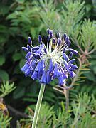 Category:Agapanthus (cultivars) - Wikimedia Commons