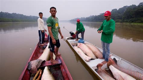 Controlled Fishing in Amazon Area Helps Save Huge Endangered Fish