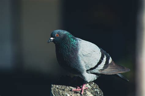 Selective Focus Photo of Green Pigeon · Free Stock Photo