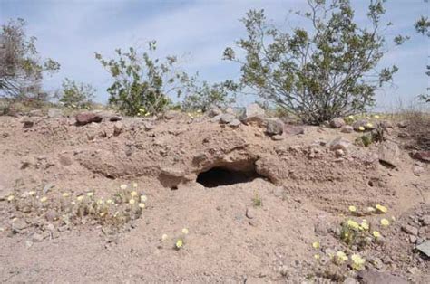 Great Desert tortoise burrow in a wash bank. | Desert tortoise, Tortoise care, Tortoise habitat