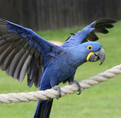 Hyacinth Macaw_ blue beauty! | Macaw, Pet birds, Blue macaw