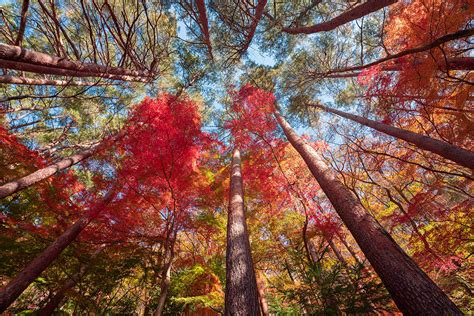 Japan -Autumn colors on Behance