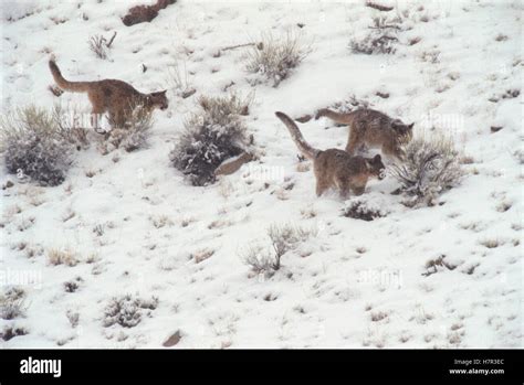 Mountain Lion (Puma concolor) cubs running, National Elk Refuge, Wyoming Stock Photo - Alamy