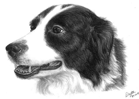 How To Draw A Border Collie at Drawing Tutorials