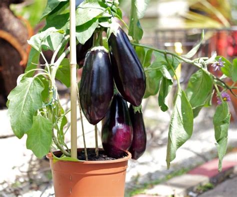 How to grow eggplant - Gardening Fan