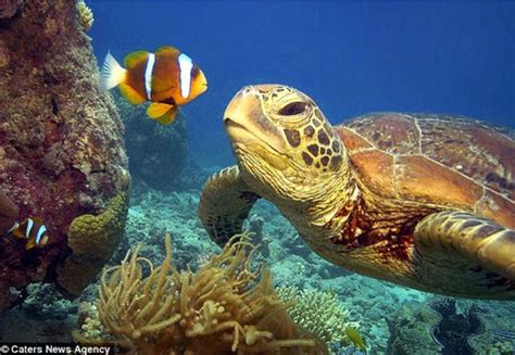 Green sea turtle meets clownfish. Cute. | Sea turtle, Turtle, Ocean ...