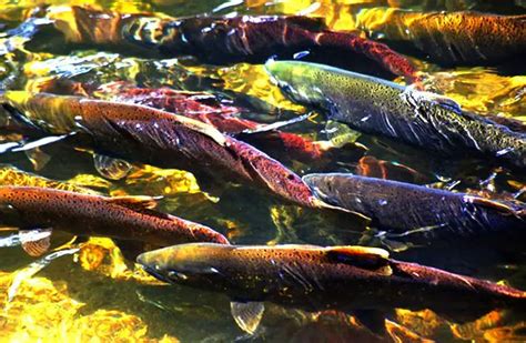 Coho Salmon - Description, Habitat, Image, Diet, and Interesting Facts