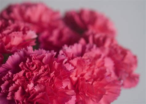 andrea despot photography blog: {personal} valentine's day carnations