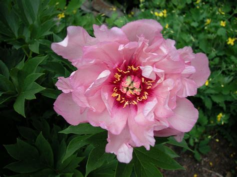 First Arrival | Intersectional Pink 'Itoh' Peony, Pesticide-Free ...