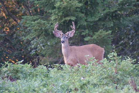 Blacktail Deer Pictures- Clackamas County Oregon | Bwana Bubba Adventurers