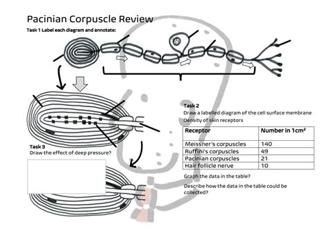 Pacinian Corpuscle A2 Review | Teaching Resources