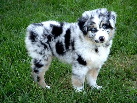 Blue Merle Mini Aussie For Sale Near Me - animal protective league