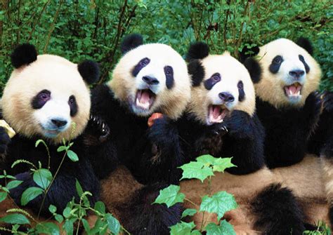 Chengdu Panda Base: Facts, Attractions & Travel Maps (2025 Guide)