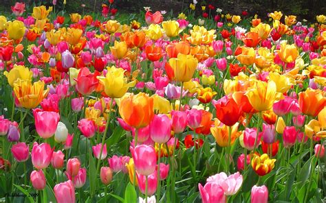 Tulip Farm Wallpapers - Wallpaper Cave