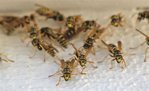 Getting to Know Your Insects: Yellowjackets - Outdoorosity