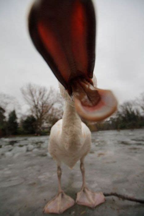 Funny Duck Photos - Animals Beautiful