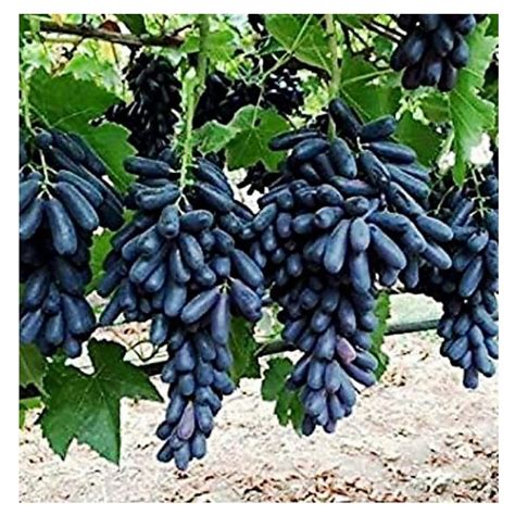 A Grade Nashik Black Grapes, Packaging Size: 20 Kg, Packaging Type ...