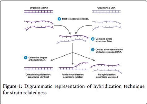 molecular-genetic-medicine-hybridization-technique-strain-relatedness