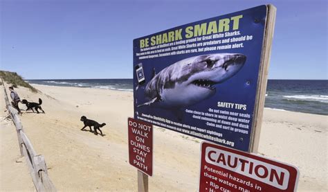 New app urges people to report shark sightings in US | The Star