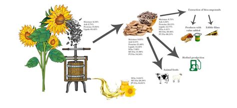 The Anatomy of a Sunflower Seed: A Detailed Diagram