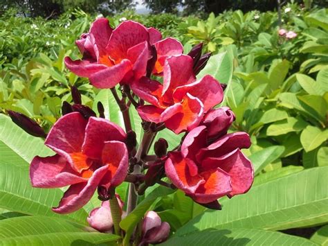 Plumeria alba | Plumeria, Garden, Plants